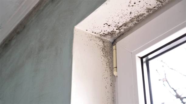 Best Localized Mold Remediation (e.g., coastal areas, humid climates) in Sanborn, NY