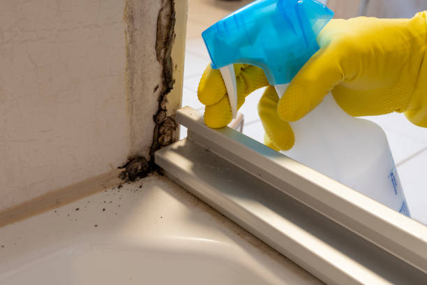Best Black Mold Remediation in Sanborn, NY