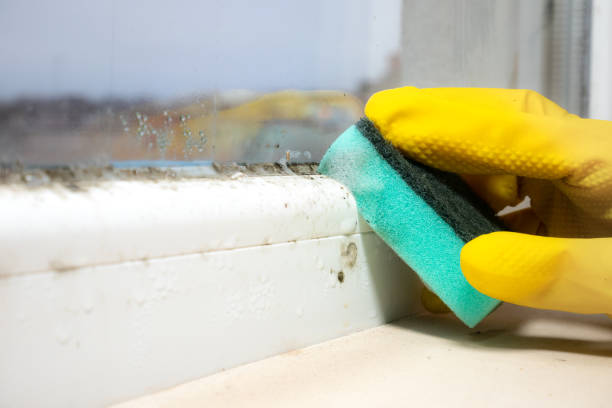 Reliable Sanborn, NY Mold Remediation Solutions